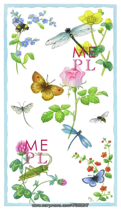 : Summer Wild Flowers and insects : Summer Wild Flowers and insects