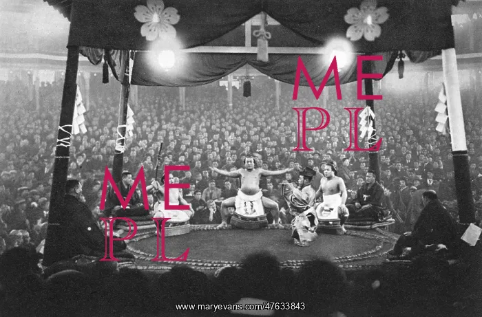 : A Sumo contest : A Sumo contest