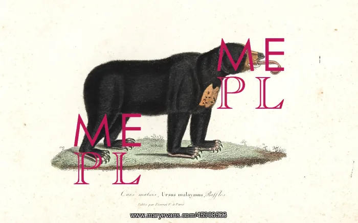 : Sun bear, Helarctos malayanus : Sun bear, Helarctos malayanus