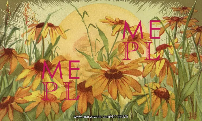 : Sun and Sunflowers : Sun and Sunflowers