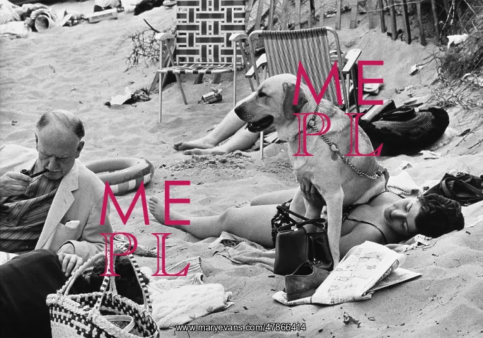 : Sunbathing under a Labrador, Abersoch 1968 : Sunbathing under a Labrador, Abersoch 1968
