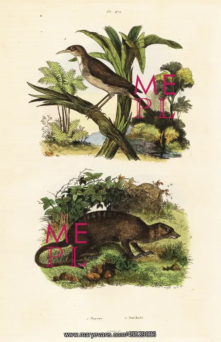 : Sunbird and meerkat : Sunbird and meerkat