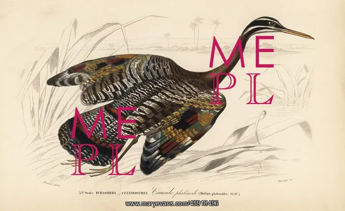 : Sunbittern, Eurypyga helias : Sunbittern, Eurypyga helias
