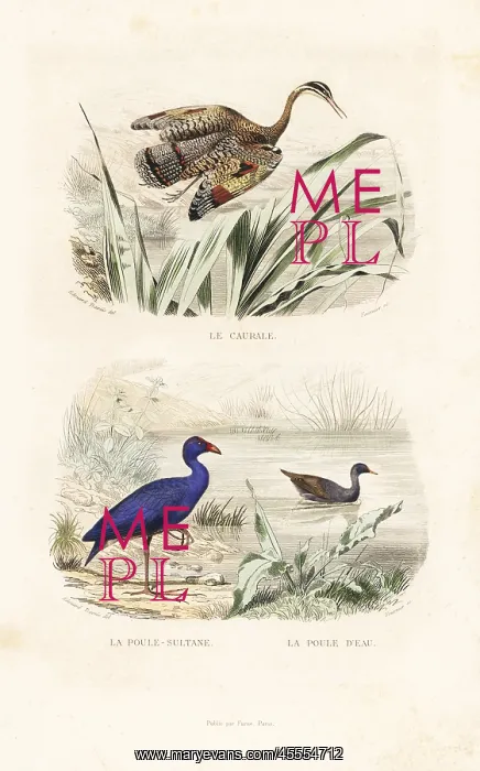 : Sunbittern, purple swamphen and common moorhen : Sunbittern, purple swamphen and common moorhen
