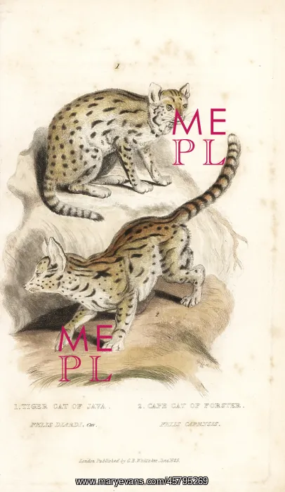 : Sunda clouded leopard (vulnerable) and serval : Sunda clouded leopard (vulnerable) and serval