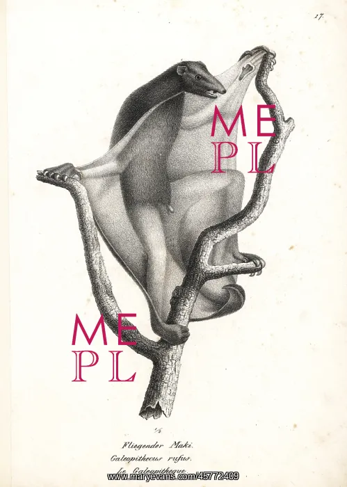 : Sunda flying lemur, Galeopterus variegatus : Sunda flying lemur, Galeopterus variegatus