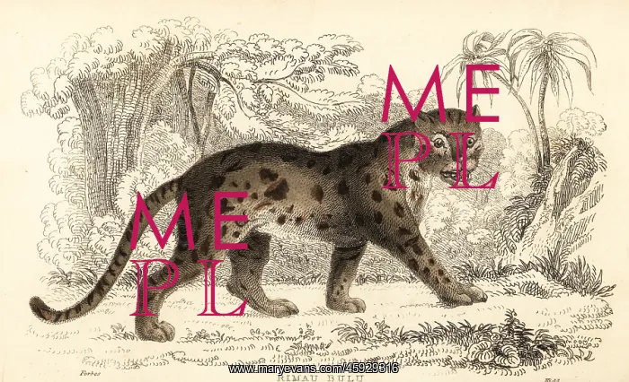 : Sunda leopard cat, Prionailurus bengalensis subsp : Sunda leopard cat, Prionailurus bengalensis subsp