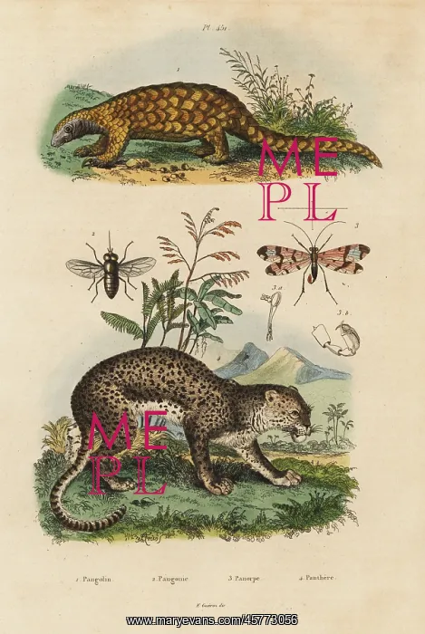 : Sunda pangolin, leopard, horse fly and scorpion fly : Sunda pangolin, leopard, horse fly and scorpion fly
