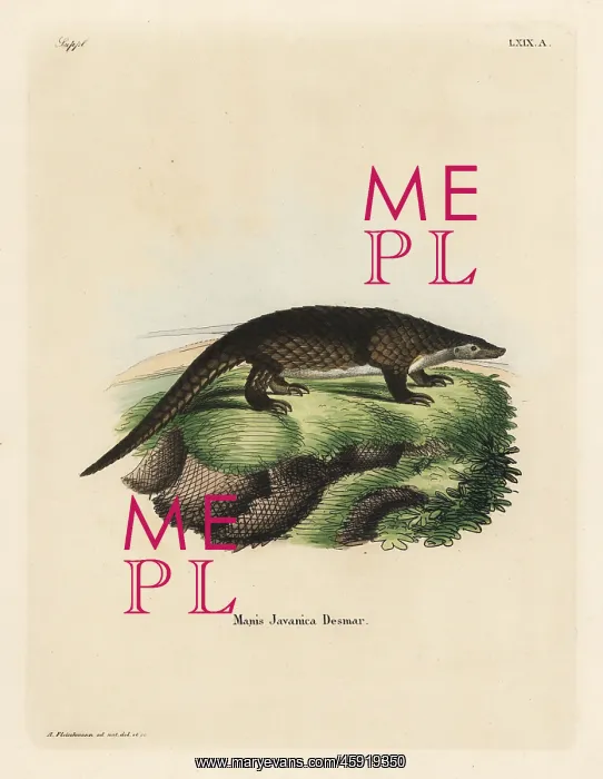 : Sunda pangolin, Manis javanica. Critically endangered : Sunda pangolin, Manis javanica. Critically endangered