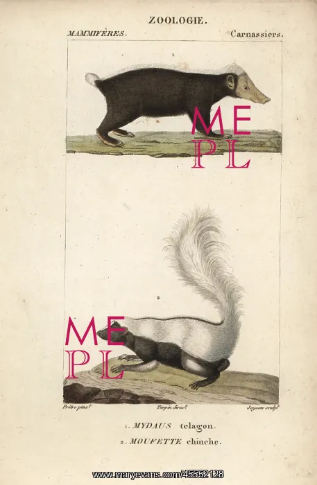 : Sunda stink badger (Mydaus javanensis, and : Sunda stink badger (Mydaus javanensis, and