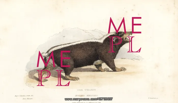 : Sunda stink badger, Mydaus javanensis : Sunda stink badger, Mydaus javanensis