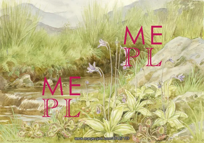  : Sundew and Butterwort by a stream