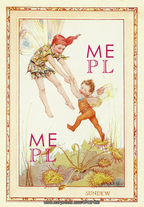 : Sundew Fairies : Sundew Fairies