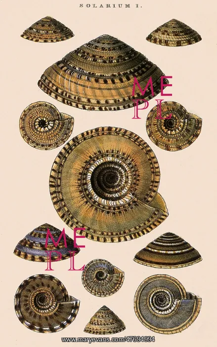  : Sundial Shells