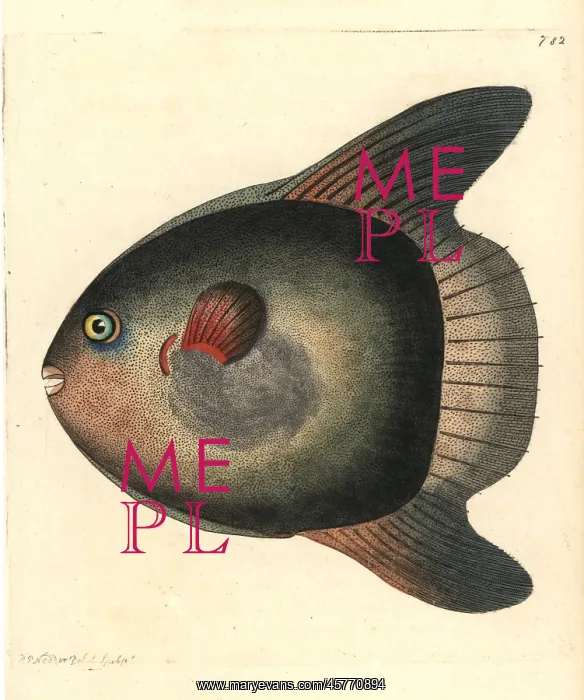 : Sunfish, Mola mola : Sunfish, Mola mola