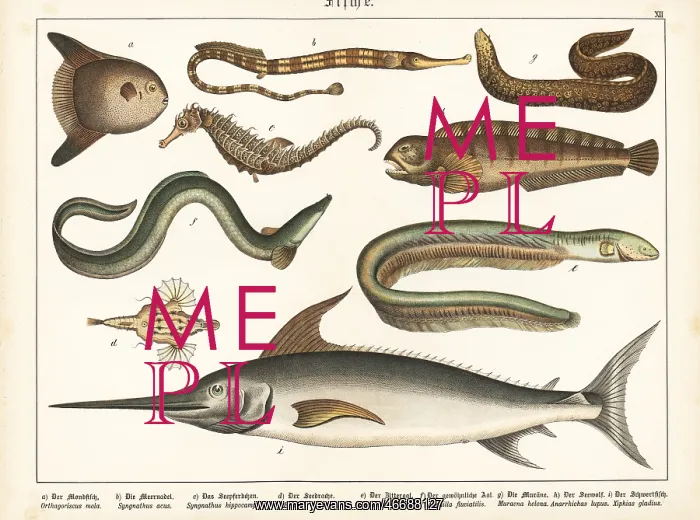 : Sunfish, pipefish, eels, wolffish and swordfish : Sunfish, pipefish, eels, wolffish and swordfish