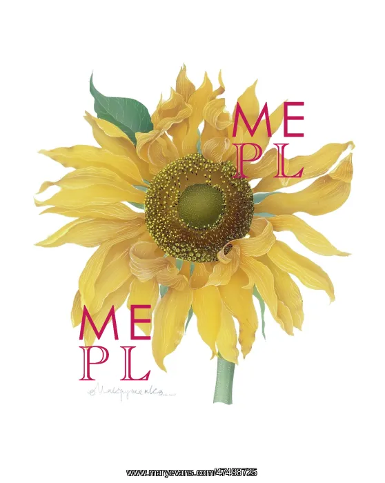  : Sunflower