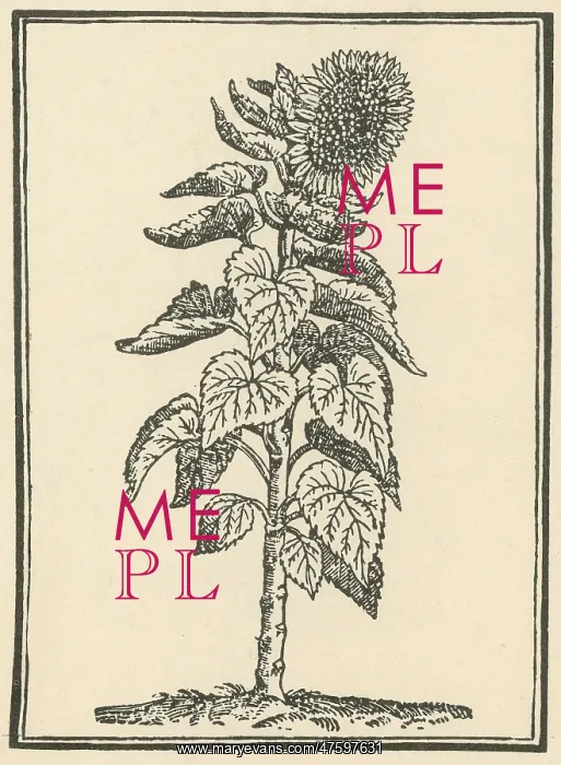 : Sunflower. helianthus annuus. When Francisco Pizarro in 1532 fought his way into Peru : Sunflower. helianthus annuus. When Francisco Pizarro in 1532 fought his way into Peru