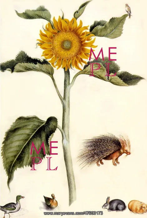 : Sunflower : Sunflower