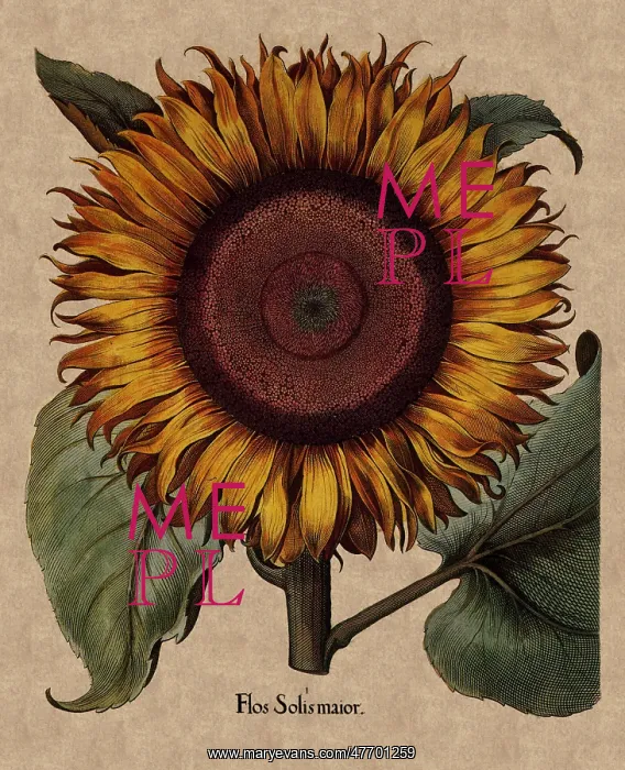 : Sunflower : Sunflower