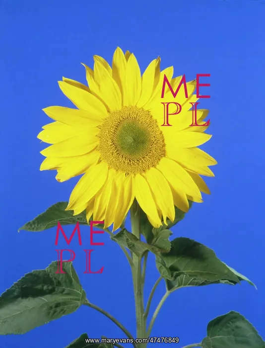 : Sunflower ' with a blue background : Sunflower ' with a blue background