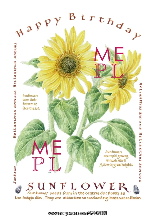 : Sunflower design ? Happy Birthday : Sunflower design ? Happy Birthday