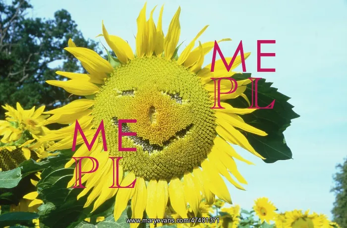  : Sunflower ' with funny face