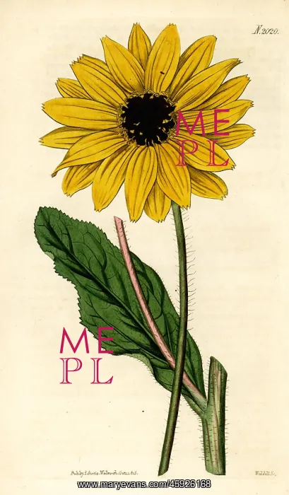  : Sunflower, Helianthus diffusus. Extinct