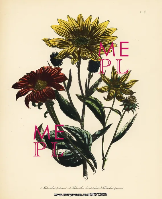 : Sunflower or Helianthus species : Sunflower or Helianthus species