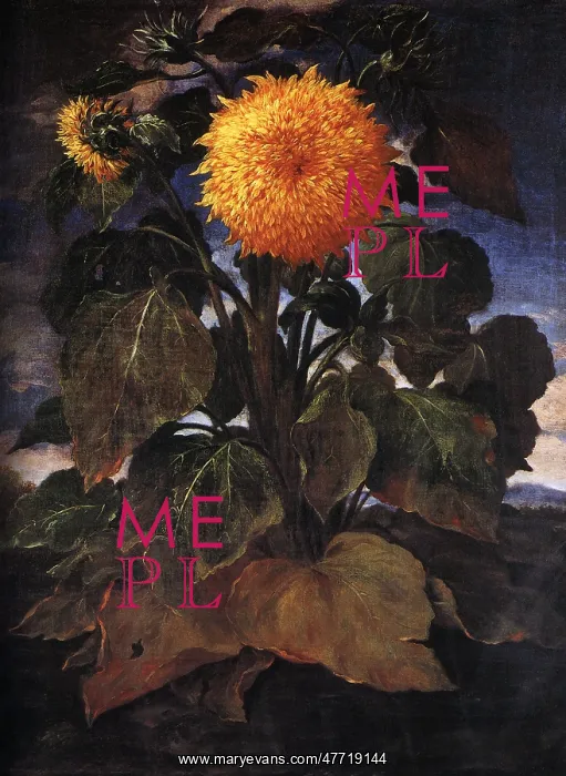 : Sunflower Plant : Sunflower Plant