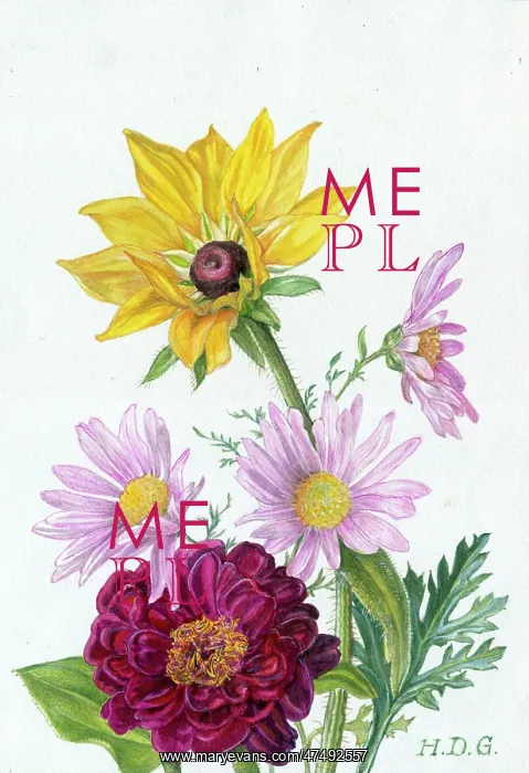  : Sunflower, three Pyrethrums and a Dahlia