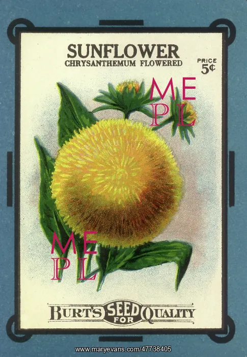  : Sunflower Seed Packet