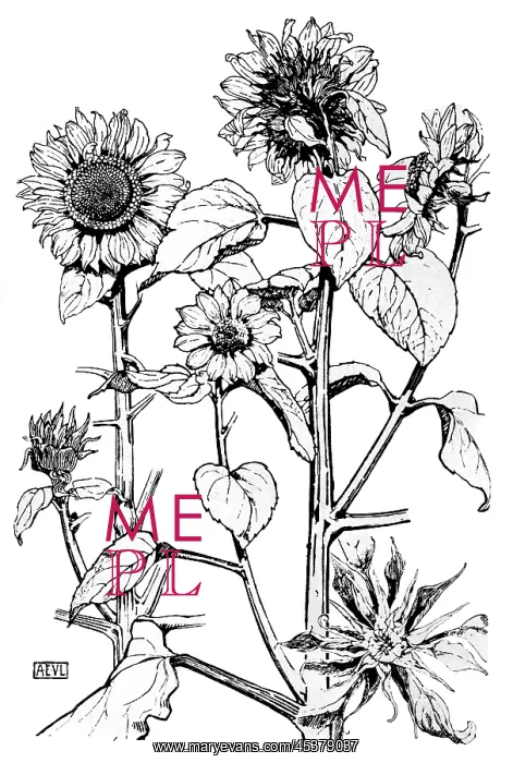  : Sunflower, Teasel