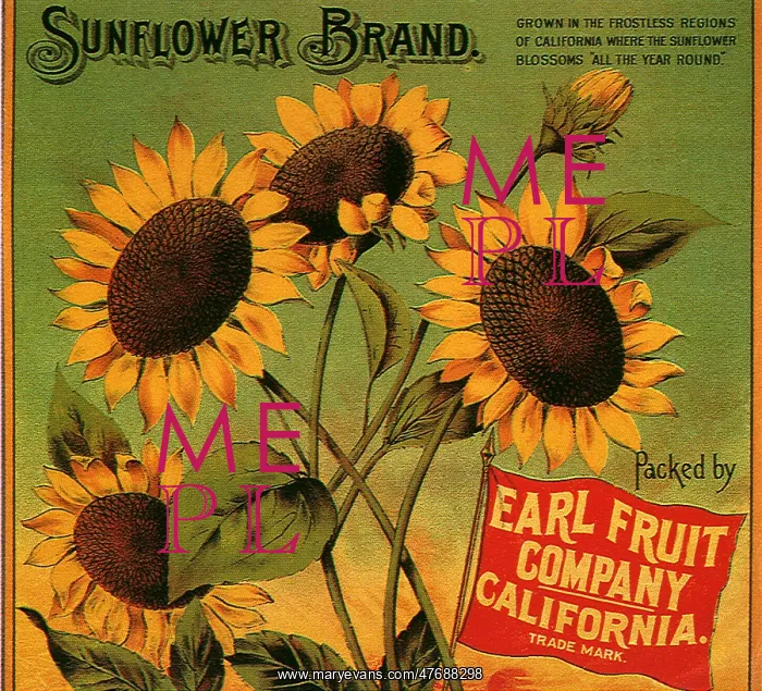 : Sunflowers : Sunflowers