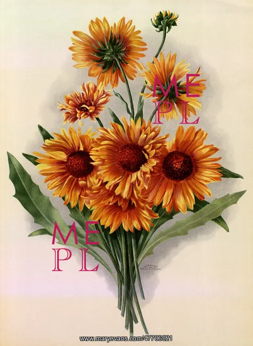  : Sunflowers
