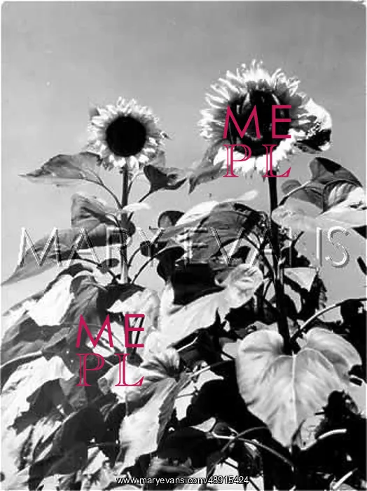  : SUNFLOWERS