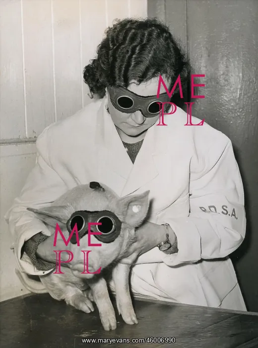 : Sunlamp therapy for a pig : Sunlamp therapy for a pig