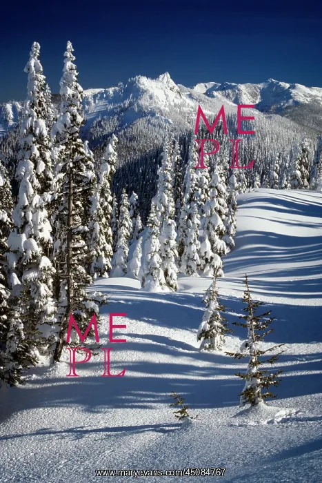 : Sunlit Snow Covered Pine Trees - Hillside and Mountain Tops : Sunlit Snow Covered Pine Trees - Hillside and Mountain Tops