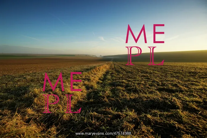 : Sunrise in Champagne region : Sunrise in Champagne region
