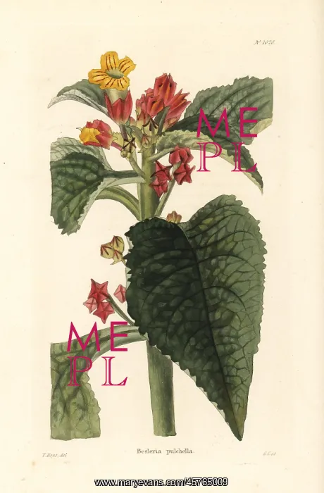 : Sunset bells, Chrysothemis pulchella : Sunset bells, Chrysothemis pulchella