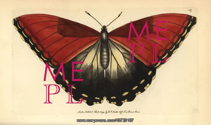 : Sunset morpho butterfly, Morpho hecuba : Sunset morpho butterfly, Morpho hecuba