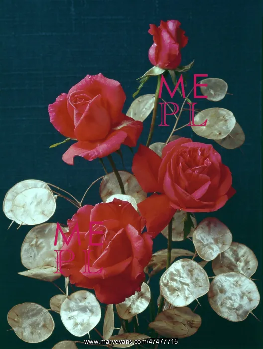 : Super Star Roses and Honesty