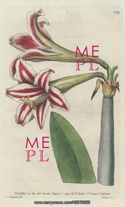 : Superb amaryllis, Hippeastrum vittatum : Superb amaryllis, Hippeastrum vittatum