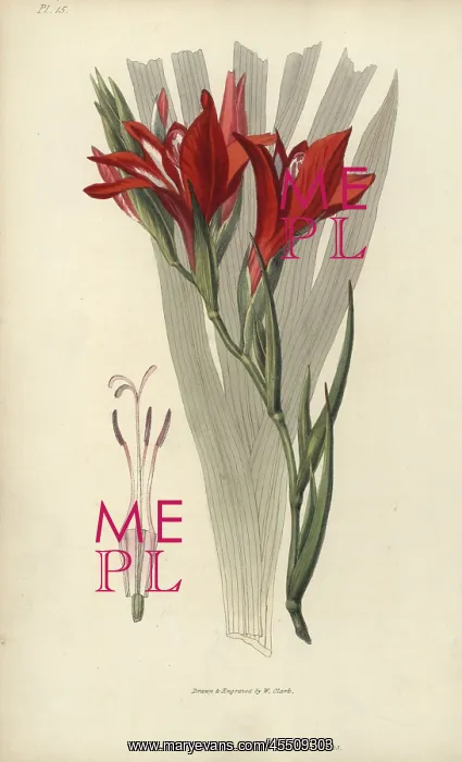 : Superb corn flag, Gladiolus cardinalis : Superb corn flag, Gladiolus cardinalis