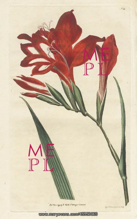 : Superb corn-flag, Gladiolus cardinalis : Superb corn-flag, Gladiolus cardinalis