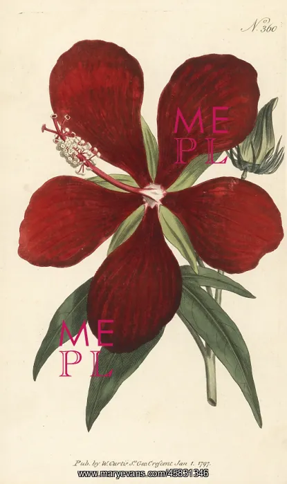 : Superb hibiscus, Hibiscus speciosus : Superb hibiscus, Hibiscus speciosus