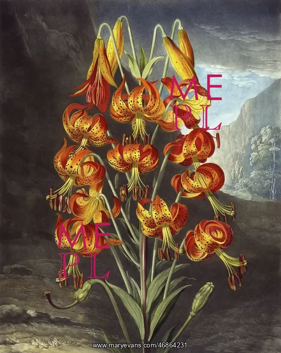 : The Superb Lily : The Superb Lily