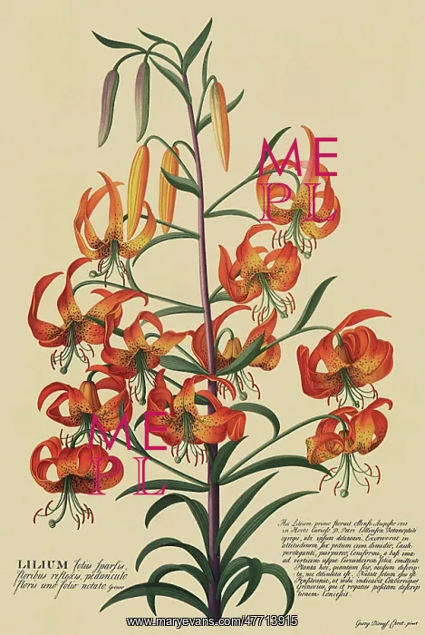 : Superb Lily : Superb Lily