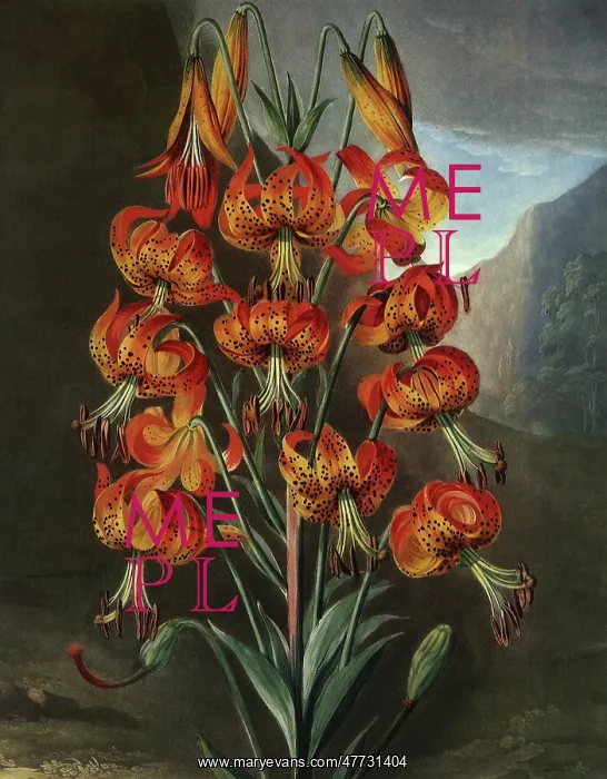  : The Superb Lily