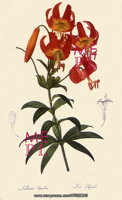 : Superb Lily, Lilium superbum : Superb Lily, Lilium superbum